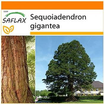 Giant Redwood SeedPack