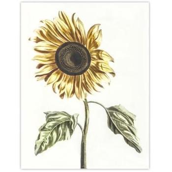 Vintage Sunflower Blossom Poster – 24×32, Artery8 White