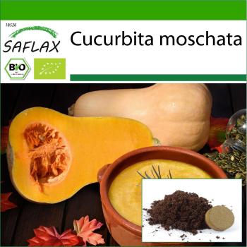Butternut Bio + Substrat