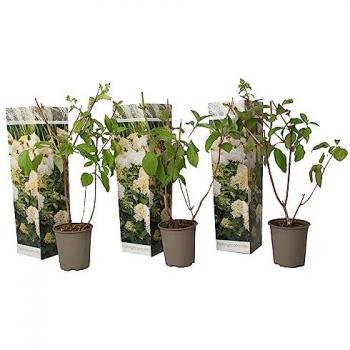 Set Ortensie Hydrangea Paniculata 'Phantom'