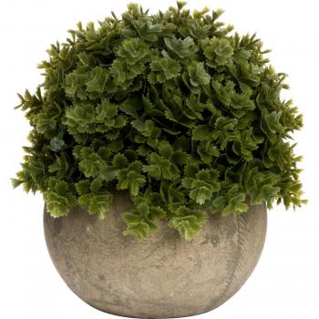 Mini Hebe Veronica in Pot