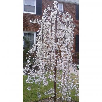Winter Whisper Weeping Cherry