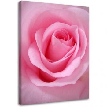 Tableau floral, Pétales de roses roses