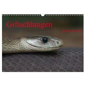 Giftschlangen ganz nah dran