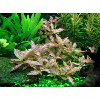 Hygrophila Rosas Nerveda