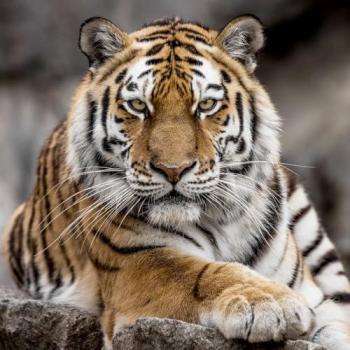 Tigre de Sibérie en Verre – Peinture Imprimée HD, 90x90 cm, CEANOTHE