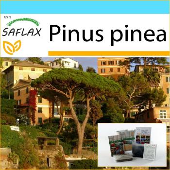 Elegant Pine Seeds & Potting Bundle