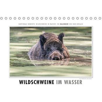 Emotionale Momente: Wildschweine im Wasser