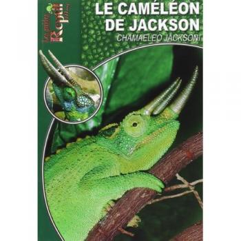 Le caméléon de Jackson