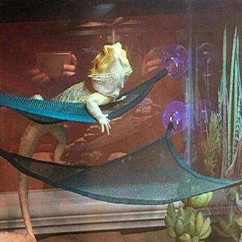 Bearded Dragon Hammock and Climbing Ladder Set