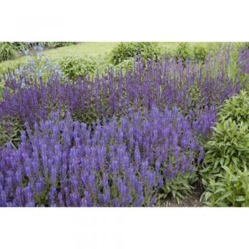 Salvia nemorosa ‘Wesuwe’ – violette Steppengold, 9 x 9 cm Topf