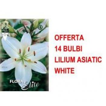 14 Bulbi Lilium Asiatico Bianco