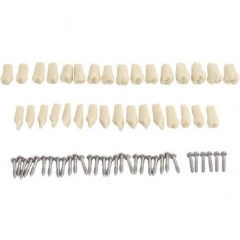 Sistema de Dientes para Laboratorio Dental