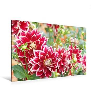 Calvendo Canvas Druck – Dahlie Rot-Weiß, 120 × 80 cm – Gisela Kruse Edition