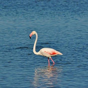 Peinture Imprimée Flamant Rose 45x45 cm