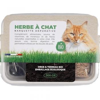 Herbe à chat 100% français