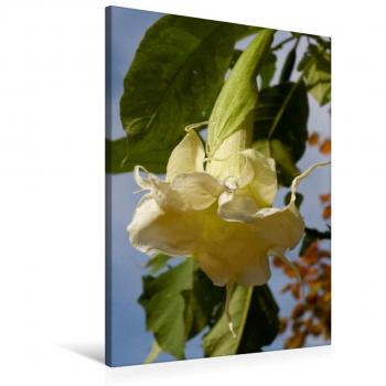 CALVENDO 60 × 90 cm Textil‑Leinwand: Brugmansia Angels Wings Edition