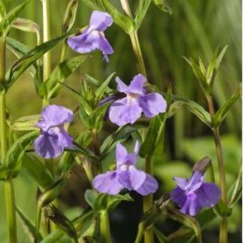 Blauwe maskerbloem 6 stuks
