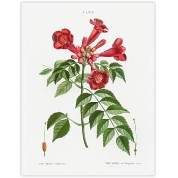 White Trumpet Vine Retro Poster – 18″ by 24″