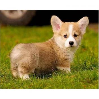 Point de Croix Corgi 30x40cm – Diamant