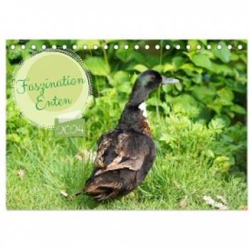 Faszination Enten (Tischkalender 2024 DIN A5 quer) CALVENDO Monatskalender