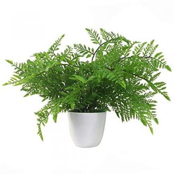 30cm Southern Wood Fern Decorative Plant