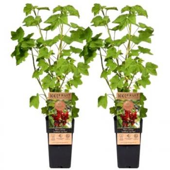 Plant In A Box Groseillier à grappes – Set de 2 – Ribes rubrum – Hauteur 50‑60 cm – ⌀15 cm Rouge Taille unique