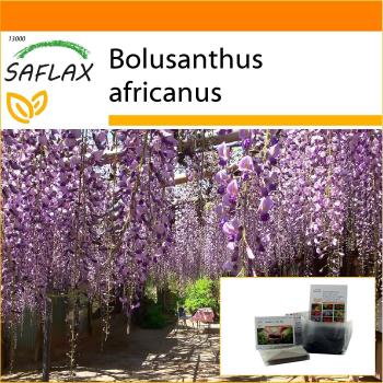 SAFLAX