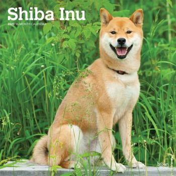 Shiba Inu 2020
