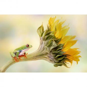 Papermoon Wandpapier „Linda D. Lester – Roteräugiger Baumfrosch auf einer großen Sonnenblume“