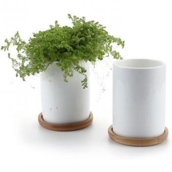 Pianta succulenta T4U: vaso multifunzione per giardino
