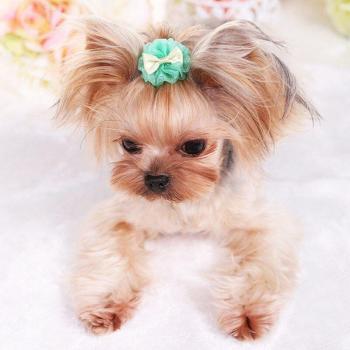 Chien Bulle Organza Épingle à cheveux Colorée