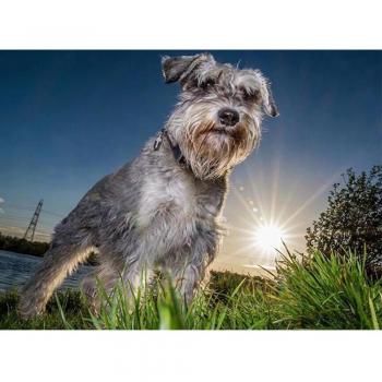 Volledig Ronde 5D Diamant Borduurwerk Schnauzer Hond 20X30CM