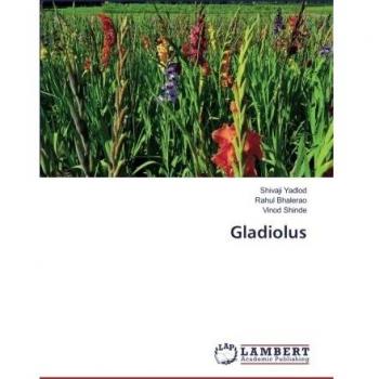 Gladiolus