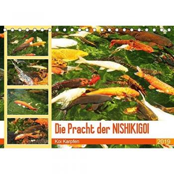 Die Pracht der NISHIKIGOI
