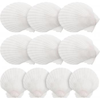 Coquillages Blancs Décoratifs