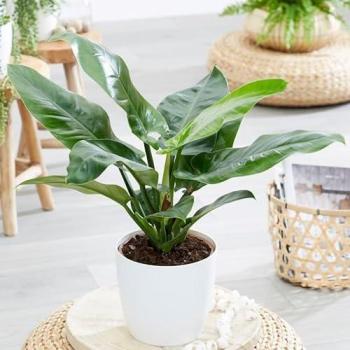 Indoor Imperial Green Philodendron 60 cm with 19 cm Pot