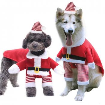 Chaussettes de Sapin Canine