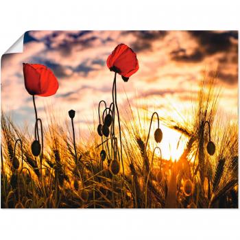 Poster Mohnblumen Sunset Edition