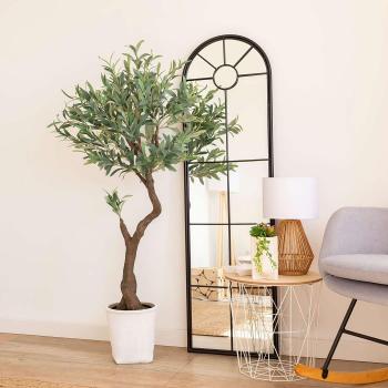 Olivo Salem Creciente 150 cm