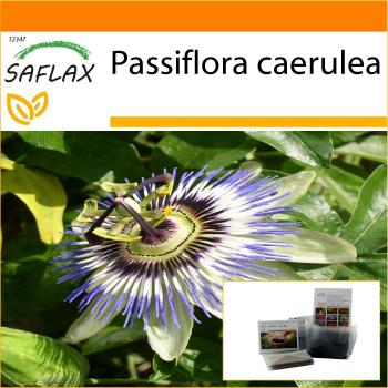 CULTURE EN SACK – Passiflure Bleue