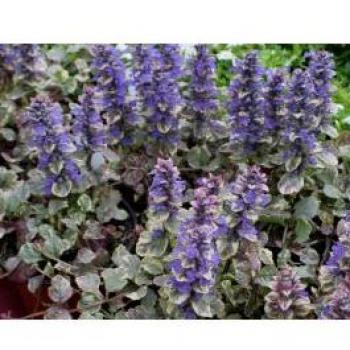 Ajuga Reptans in Vaso da 18CM