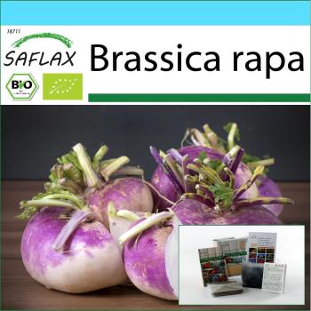 Nabo Gourmet Safflax 600 Semillas Org. con Regalo