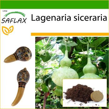 Safflux 15-Seed Bottle Gourd Growing Set