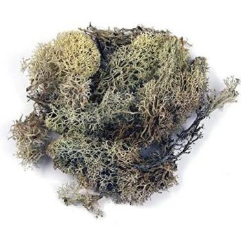 Nature Mini Jardin 30 g – Mousse d’Islande Rayher Réaliste