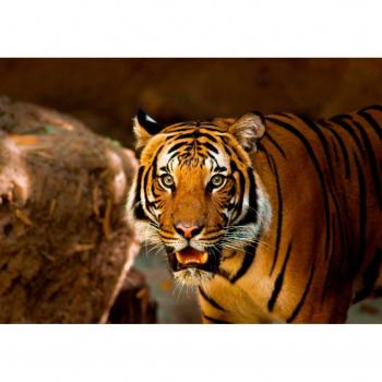 Tiger Spaß Puzzle für Kinder