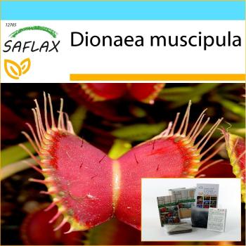 Sac de Pique-nique pour Plantes Carnivores – Venus Fly Trap