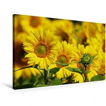 CALVENDO Naturbildkalender – Textil-Leinwand 75 x 50 cm