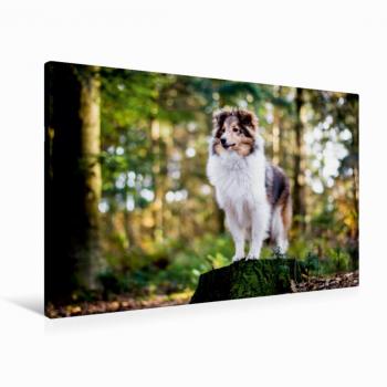 Calvendo 90 × 60 cm Leinwand „Sheltie Bailey im verwunschenen Wald“