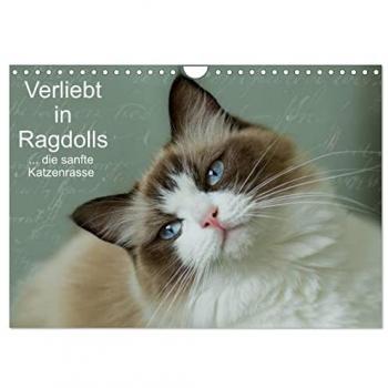 Verliebt in Ragdolls ... die sanfte Katzenrasse (Wandkalender 2025 DIN A4 quer) CALVENDO Monatskalender